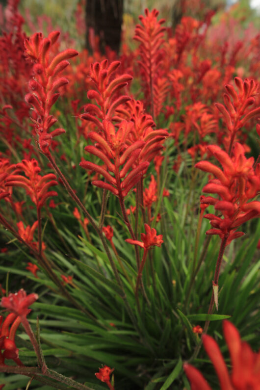 kangaroo paw bush coral red flowering anigozanthos