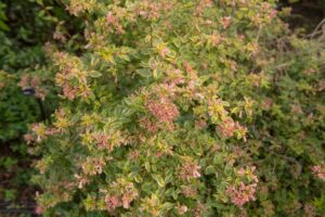 Abelia grandiflora Sunrise foliage variegated green yellow shrub