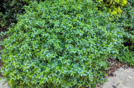 Abelia grandiflora nana Dwarf abelia shrub green foliage evergreen compact