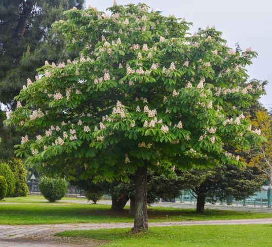 Aesculus hippocastanum Horse Chestnut Tree flowering advanced tree large green foliage