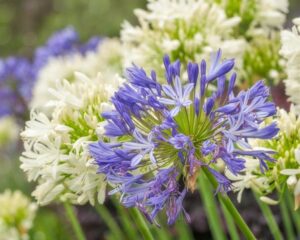 Agapanthus orientalis Lily of the nile Blue and white mixed flowers african lily