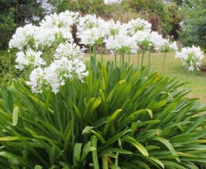 Agapanthus praecox orientalis Snowball white flower heads green strappy foliage African Lily or Lily of the Nile