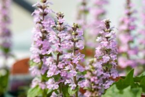 Ajuga reptans Pink Elf Buggleweed pale pink delicate flowers upright cottage perennial groundcover