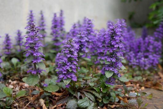 Ajuga reptans atropurpurea Choc Chip Ajuga dark green and burgundy foliage and mauve purple flowers