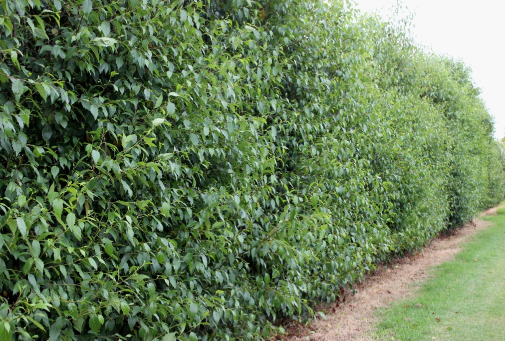 Alnus Toorak Gum Tree Evergreen Alder Screen