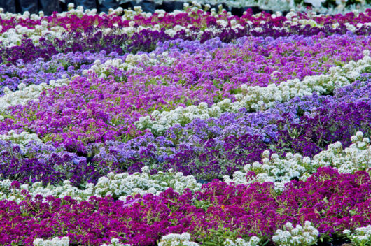 Alyssum Easter Bonnet Mix Sweet Alyssum Lobularia maritima mixture purple mauve pink white flowering