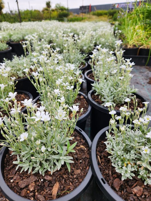 Cerastium tomentosum Snow in Summer flowering in pots small white star shaped flowers with silver grey green foliage