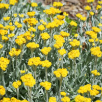 Chrysocephalum apiculatum Common Everlasting or Yellow Buttons Silver grey green foliage with small yellow ball flowers