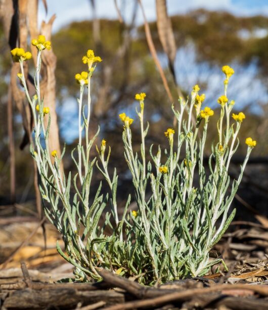 Chrysocephalum apiculatum Common Everlasting or Yellow Buttons plant silver grey foliage yellow small button ball shaped flowers