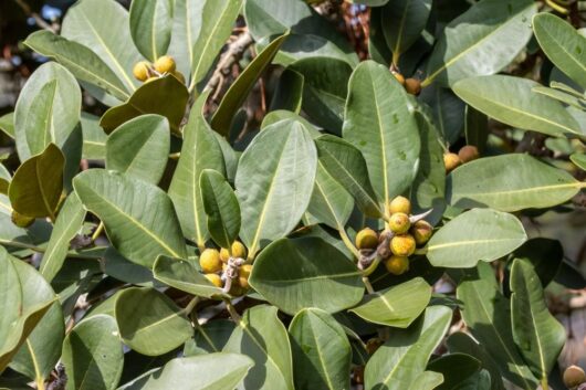 Ficus rubiginosa Port Jackson Fig leaves dark green veined evergreen leaf