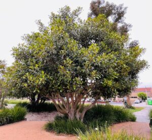 Ficus rubiginosa Port Jackson Fig Large Tree evergreen multiple branches advanced