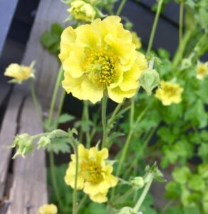 Geum Banana Daiquiri Geum coccineum frilly lemon yellow flowers with golden centres fluffy edges