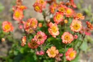 Geum JAZZY™ Alabama Slammer Geum coccineum burnt orange golden yellow flowers with shades of red green foliage cottage plant