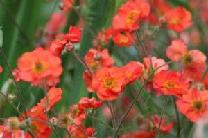 Geum coccineum JAZZY Scarlet Tempest cottage flowering perennial burnt orange red apricot flush flowers