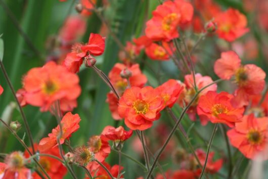 Geum coccineum JAZZY Scarlet Tempest cottage flowering perennial burnt orange red apricot flush flowers