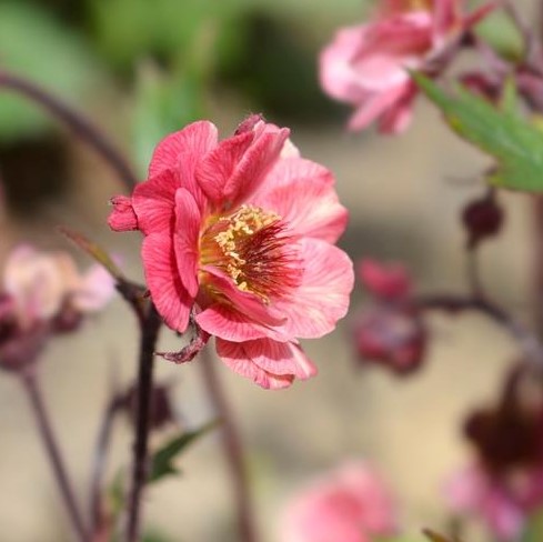 Geum coccineum JAZZY™ Tempo Rose flowering perennial cottage style ruffled rose pink flower heads