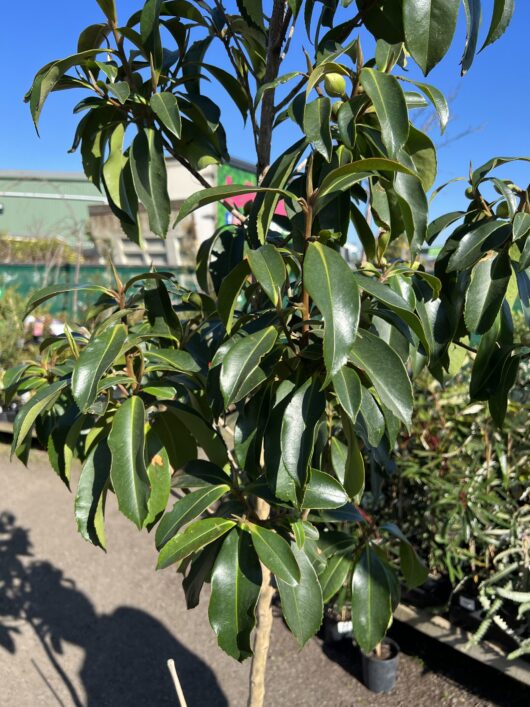 Gordonia axillaris Fried Egg Plant Large tree evergreen foliage lush green leaves