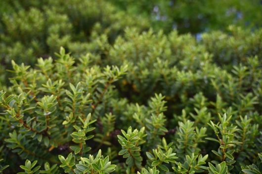 Close-up of dense green shrubbery with small, glossy leaves, reminiscent of Dymondia 'Silver Carpet' 3" Pot (Bulk Buy of 20), filling the frame.