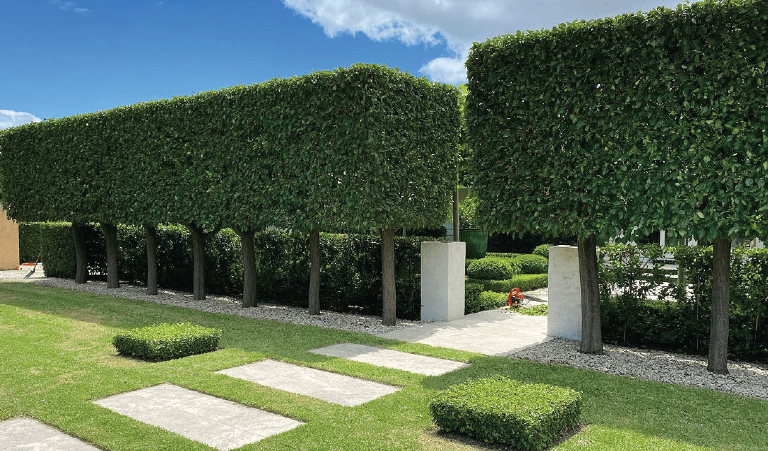 Hedging & Screening Plants