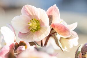 Helleborus x ericsmithii Snow Dance Hellebore Lenten Rose Creamy white pale pink cut flower yellow centre winter flowering rose