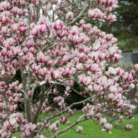 magnolia soulangeana pink chinese magnolia pink flowers bare branches deciduous tree