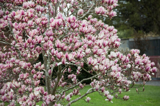 magnolia soulangeana pink chinese magnolia pink flowers bare branches deciduous tree