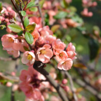 chaenomeles japonica pale pink apple blossom flowers mass flowering deciduous japanese flowering quince