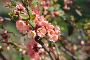 chaenomeles japonica pale pink apple blossom flowers mass flowering deciduous japanese flowering quince