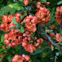 Masses of orange flowers chaenomeles japonica japanese flowering quince deciduous bush