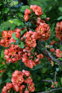 Masses of orange flowers chaenomeles japonica japanese flowering quince deciduous bush