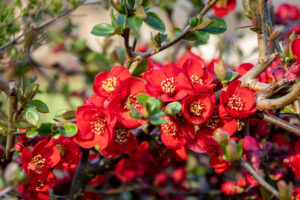 Japanese flowering Quince Red flowering masses of red flowers chaenomeles japonica