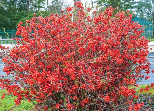 red flowering deciduous bush feature chaenomeles japonica japanese flowering quince winter