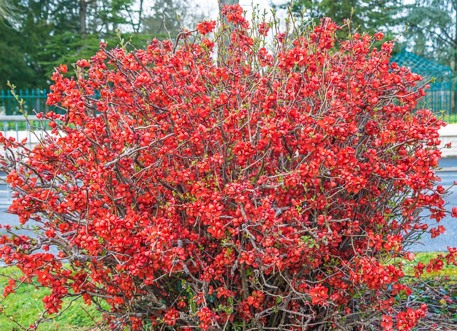 red flowering deciduous bush feature chaenomeles japonica japanese flowering quince winter