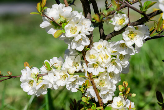 Japanese flowering quince masses of white flowers chaenomeles japonica alba white