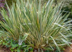 phormium tenax duet new zealand flax green and yellow mixed flax