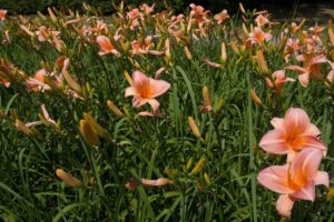 Hemerocallis On and On Day lily cottage flowering perennial masses of apricot peach flowers