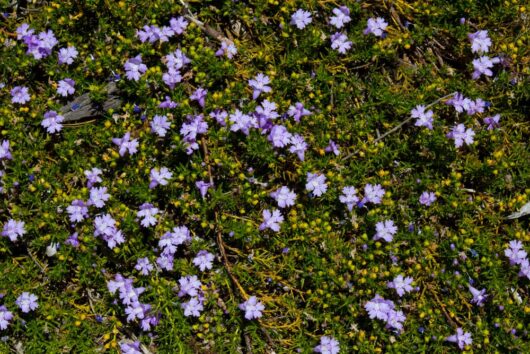 Hemiandra pungens purpurea Snakebush Mauve Purple Snakeplant groundcover spreading purple flowers