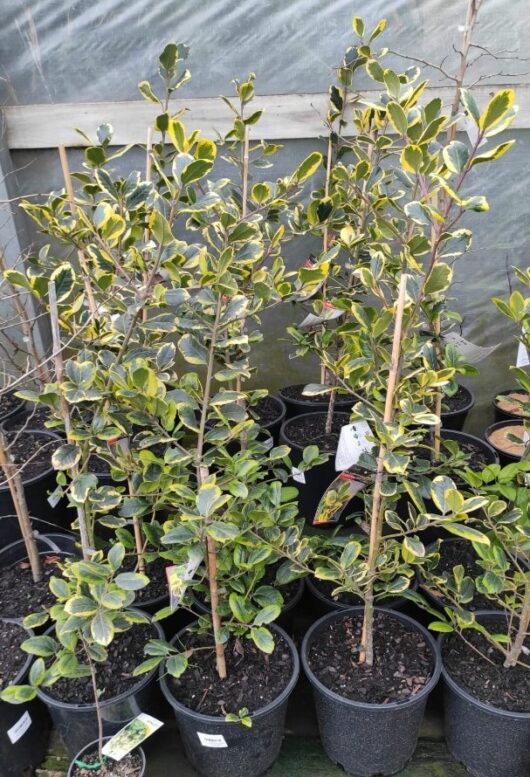 Ilex altaclerensis Golden King Holly tree variegated green and gold foliage with serrated leaves red berries