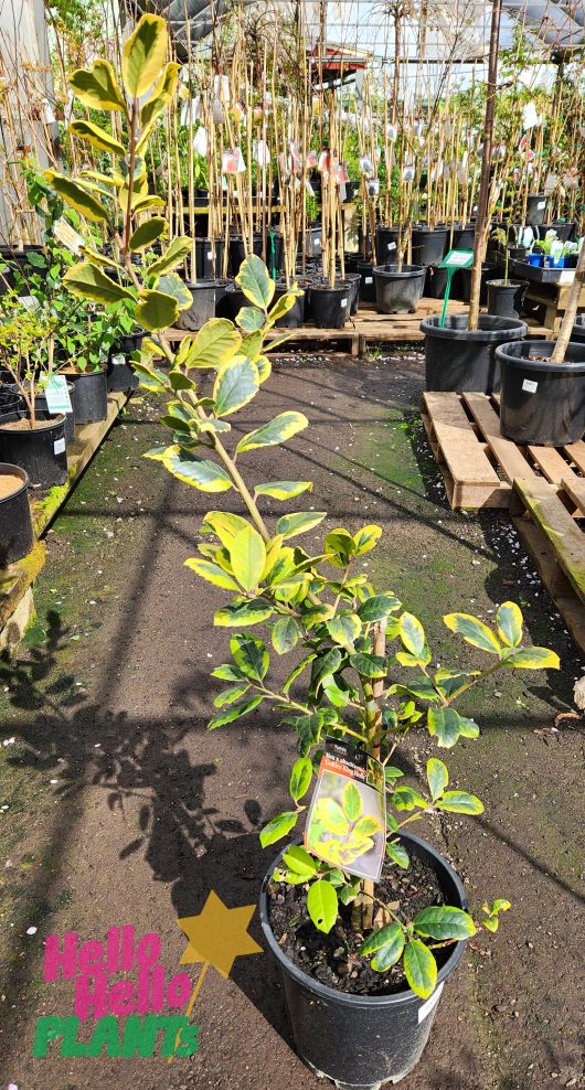 Ilex x altaclerensis Golden King Holly 10inch Pot variegated green and yellow foliage producing red berries