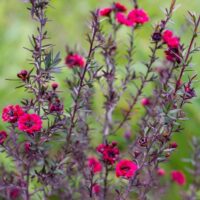Leptospermum nanum rubrum or Leptospermum nana rubra Dwarf Tea Tree Burdungy Red Hot pink tea tree flowers burgundy foliage
