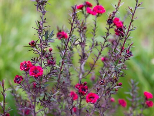 Leptospermum nanum rubrum or Leptospermum nana rubra Dwarf Tea Tree Burdungy Red Hot pink tea tree flowers burgundy foliage