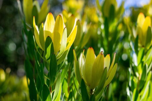 Leucadendron laureolum Protea Flamingo australian native shades of pink yellow and green