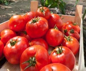 Lycopersicon esculentum Tomato Adelaide Festival tomato red ribbed fruits edible