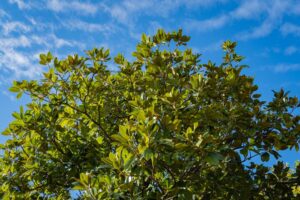 Magnolia grandiflora Greenback magnolia tree advanced large branches green leaves