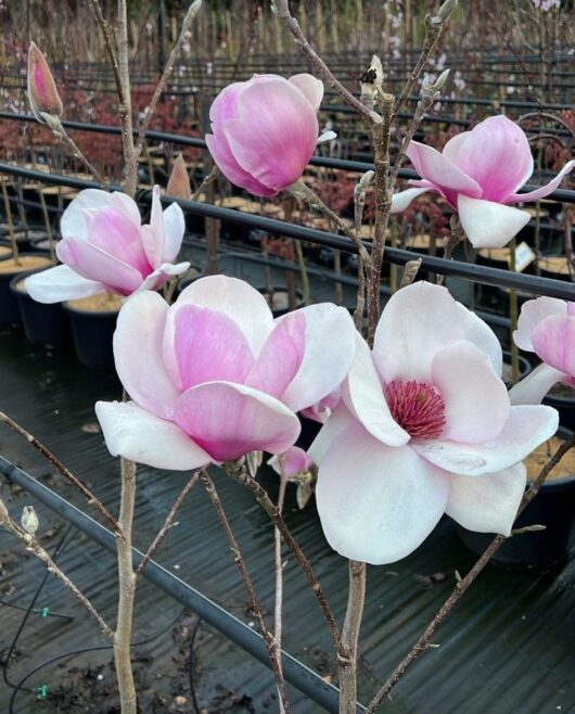 Magnolia x Iolanthe flowers creamy white pale pink shades magnolia