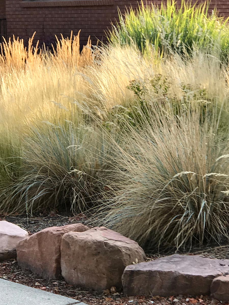 Modern Grass