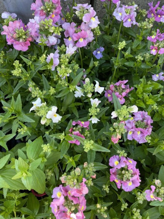 nemesia poetry mix assorted colours pink purple white green foliage cottage gardens