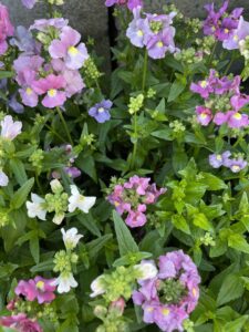 Nemesia foetans Poetry Mix multicoloured flowers mass planting green foliage cottage style garden