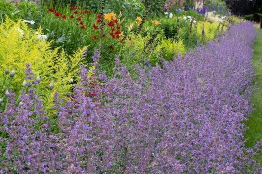 Nepeta x faassenii Nepeta Walker's Blue Catmint flowering border plant