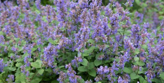Nepeta 'Walkers Blue' Catmint